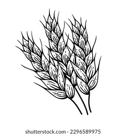 Wheat ears vector icon. Sketch of barley, rice, oat. Field plant harvest, farm organic grain. Hand drawn illustration isolated on white. A bunch of agricultural plant. Clipart for packaging, logo, web