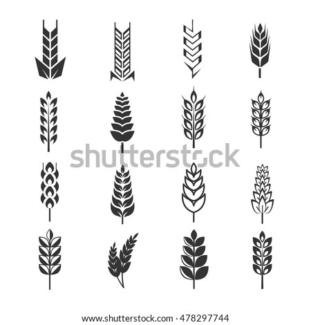 Similar – Image, Stock Photo Wheat ears in the field, top view, stalks still green, close up