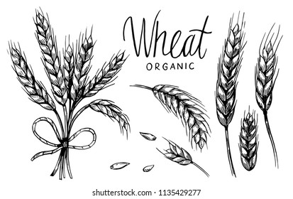 Wheat ears. Vector illustration