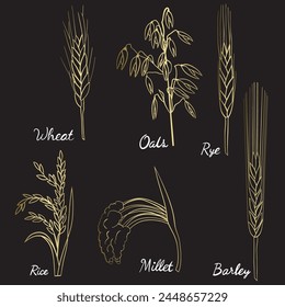 wheat ears and wheat vector illustration