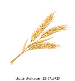 Wheat ears vector illustration. Cartoon golden branch with whole cereal grains and spikes on stalk, spikelets of wheat, barley or oat in bunch, gold of organic harvest from farm field in autumn