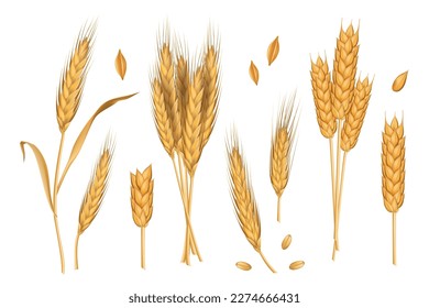 Wheat ears. Whole spike 3d grains. Gold autumn straw, spikelet, rye stem and sheaf, organic harvest. Agriculture farm elements, bread packaging, decorative objects. Vector realistic set