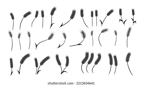 Wheat element symbol illustration design in set. Frame, isolated, vegan, agriculture