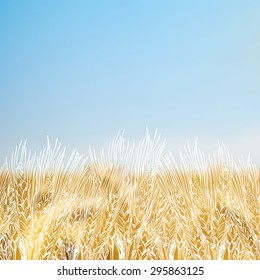 Wheat engraved style hand drawn vector illustration of autumn field on blurred background of filed landscape
