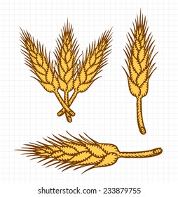 Wheat Etching, Free Hand Sketch, Colored Outlines