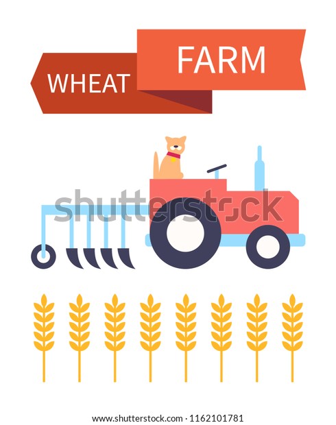 Wheat farm poster with dog in tractor and\
plough. Ear of wheaten farming crops and grain for baking food.\
Plant harvesting with automobile help\
vector
