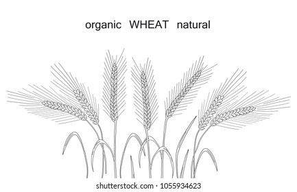 Wheat in the field.