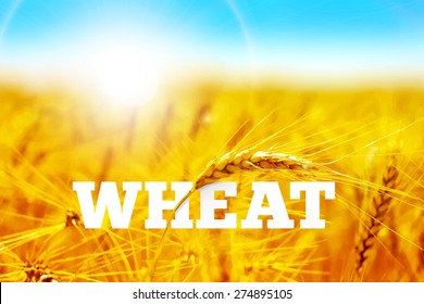 Wheat field