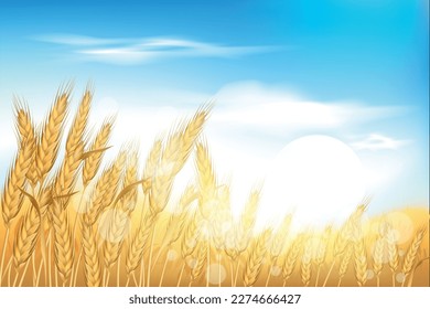 Wheat field, autumn farm sunrise with blue sky. Sun on oats, rye ear harvest, golden grain food flour, sunset scenery. Rural landscape. Summer countryside. Vector illustration background