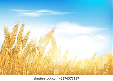 Wheat field, autumn farm sunrise with blue sky. Sun on oats, rye ear harvest, golden grain food flour, sunset scenery. Rural landscape. Summer countryside. Vector illustration background