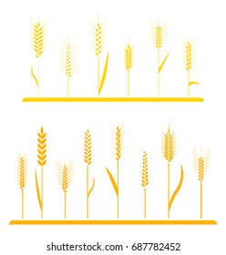 Wheat field background. Cereals icon set with rice, wheat, corn, oats, rye, barley. Ears of wheat bread symbols. Organic , agriculture seed, plant and food, natural eat.