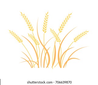 Fondo de campo de trigo. Conjunto de iconos de cereales con arroz, trigo, maíz, avena, centeno, cebada. Orejas de símbolos de pan de trigo. Agricultura orgánica, semillas, plantas y alimentos, carne natural.