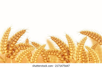 Wheat field background. yellow ears, Realistic barley cereals vector. Grain harvest isolated vector