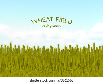 Wheat field and blue sky background.  Colorful vector illustration.  