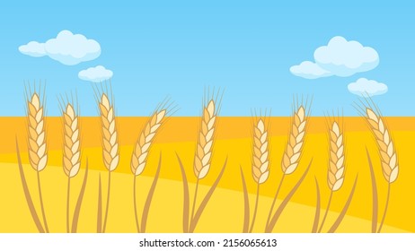 Wheat field and blue sky with clouds. Vector background