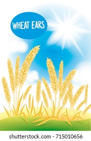 Wheat field with the blue sky and the sun