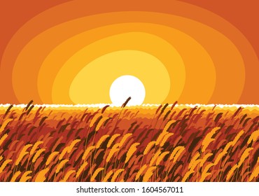 Wheat field in an evening light of setting sun scenic tranquil and calm landscape vector illustration, forget about all the problems and relax concept.