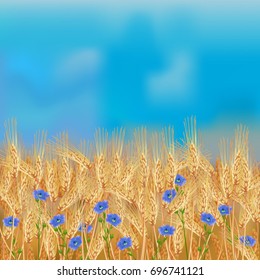 Wheat field with flax flowers and blue sky / Realistic vector wheat field in the harvesting time
