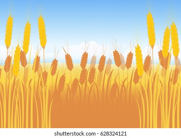 Wheat field on a background of blue sky with cumulus clouds