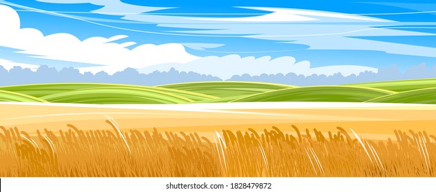 Wheat field. Rural hills and meadows. Scenery. Vector. Pasture grass for cows and a place for vegetable gardens and farming. Horizon. Beautiful view. Summer.