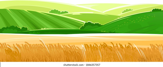 Wheat field. Rural hills and meadows. Scenery. Landscape with pasture grass for cows and a place for a vegetable garden and farm. Horizon. Beautiful view. Summer. Isolated. Vector