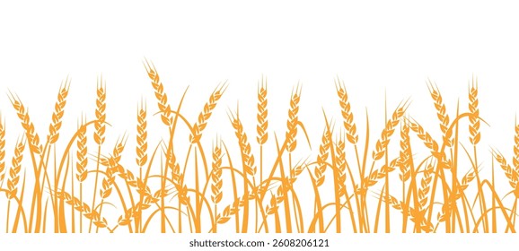 Wheat field seamless pattern. Yellow ears of wheat on a white background. Agricultural field of grain crops.