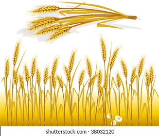 Weizen auf dem Feld und Weizenspitzen
