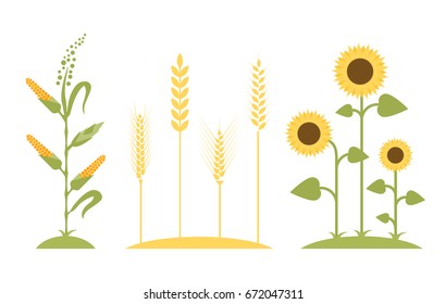 Wheat field. Sunflower icon cartoon. Corn tree - vector illustration. Flat design. Agricultural symbols. Concept for organic products label, harvest and farming, grain, bakery, healthy food.