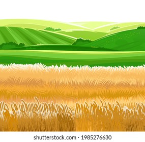 Wheat fields. Meadow hills and pastures. Rural village scenery. Ears of cereals. Summer rustic farm landscape. Illustration. Vector