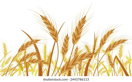 Trigo en los campos. Estandarte de la naturaleza con cosecha de orejas. Tallos enteros, espiguillas de orejas de trigo con semillas aisladas en blanco. Cereales de pastelería. Manojo de avena con granos. Ilustración vectorial en estilo plano