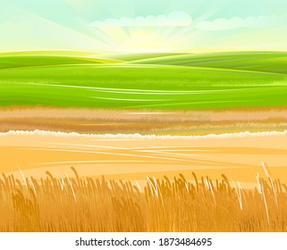 Wheat fields. Rural village landscape. Meadow hills and pastures. Ears of cereals: barley, rye. Summer rustic farm landscape. Illustration. Vector