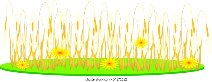 wheat and flowers on a white background