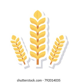 wheat food grain 