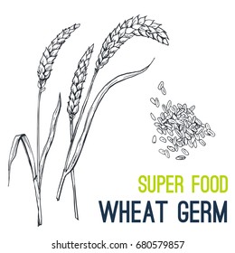 Wheat germ. Super food hand drawn sketch vector illustration.