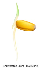 Wheat germ. Vector illustration on white background.