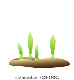 Wheat germinated from the soil