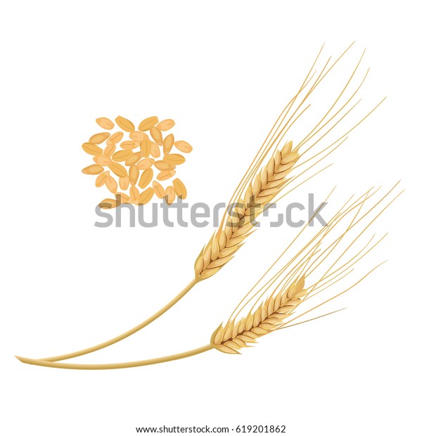 Wheat Germs Highly Nutritious Wheat Kernel Stock Vector (Royalty Free ...