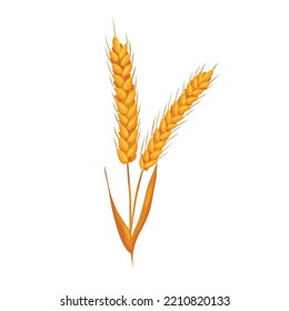 Wheat golden ears with grains