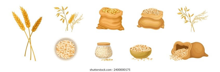 Wheat Grain Cereal in Husk and Spikelet Vector Set