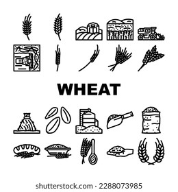 wheat grain cereal plant icons set vector. barley bread, ear rye, food organic, harvest corn, agriculture seed, rice oat wheat grain cereal plant black contour illustrations