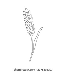 Wheat Grain Ear, Nature Bread, One Single Continuous Art Line Drawing. Linear Sketch Of Wheat, Rice, Corn, Oat Ear And Grain. Outline Spica Plant For Agriculture, Cereal Products, Bakery. Vector