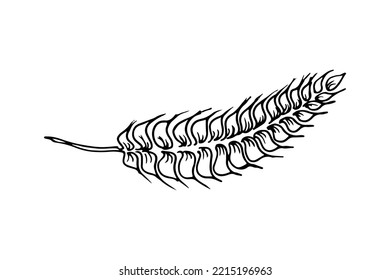 Wheat Grain Ear, Nature Bread, One Single Continuous Art Line Drawing. Linear Sketch Of Grain. Outline Spica Plant For Agriculture, Cereal Products, Bakery. Vector Doodle