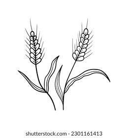 Wheat grain ear, nature bread, one single continuous art line drawing. Linear sketch of wheat, rice, corn, oat ear and grain. Outline Spica plant for agriculture, cereal products, bakery. Vector