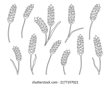 Wheat grain ear  nature set  continuous art line drawing  Linear sketch wheat  barley  rice  corn  oat ear   grain  Outline spica plant for agriculture  cereal products  bakery  Vector