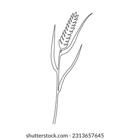 Wheat grain ear in one continuous line style. Single line drawing of ripe ear. Linear sketch of grain of wheat, rice, oat ear. Silhouette of wheat. Modern design element for agriculture logo