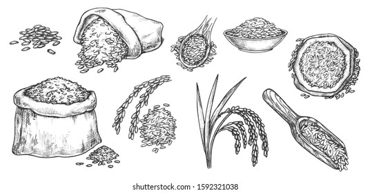 Wheat grain and ear spikes, vector sketch icons. Wheat, rye, barley or rice grain in scoops and sack bags, bread baking ingredient, flour package design