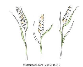 Los oídos de grano de trigo en un estilo de línea continua. Dibujo de color de una sola línea de la oreja madura. Esbozo lineal de grano de trigo, arroz, oído de avena. Silhouette de trigo. Elemento de diseño moderno para el logotipo agrícola