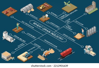 Wheat grain industry flowchart with information about sowing chemical fertilizers spraying harvesting transportation sorting elevator grain milling isometric elements vector illustration