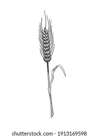 Wheat grain sketch. Hand drawn black and white ears of wheat. Cereals agriculture, organic farming, healthy food symbol. Vector design template for food package or bakery design element