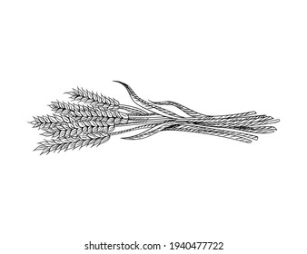 Wheat grain sketch. Hand drawn black and white ears of wheat. Cereals agriculture, organic farming, healthy food symbol. Vector design template for food package or bakery design element